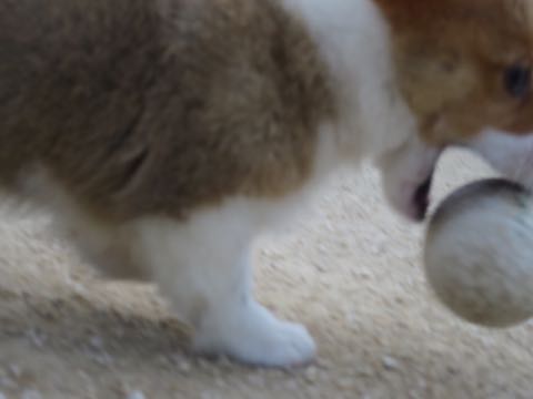 ウェルシュ・コーギー・ペンブロークこいぬ情報フントヒュッテウェルシュコーギーペンブローク子犬画像コーギーしっぽ付き尻尾付きしっぽつき断尾していないコーギー出産情報性格子犬の社会化コーギー家族募集中 Welsh Corgi Pembroke _ 406.jpg