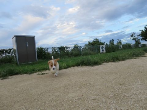 ウェルシュ・コーギー・ペンブロークこいぬ情報フントヒュッテウェルシュコーギーペンブローク子犬画像コーギーしっぽ付き尻尾付きしっぽつき断尾していないコーギー出産情報性格子犬の社会化コーギー家族募集中 Welsh Corgi Pembroke _ 413.jpg