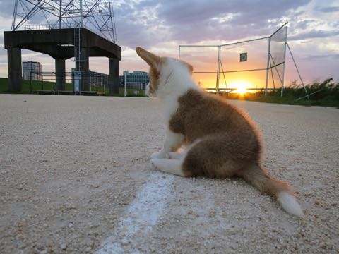 ウェルシュ・コーギー・ペンブロークこいぬ情報フントヒュッテウェルシュコーギーペンブローク子犬画像コーギーしっぽ付き尻尾付きしっぽつき断尾していないコーギー出産情報性格子犬の社会化コーギー家族募集中 Welsh Corgi Pembroke _ 421.jpg