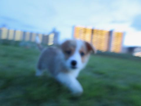 ウェルシュ・コーギー・ペンブロークこいぬ情報フントヒュッテウェルシュコーギーペンブローク子犬画像コーギーしっぽ付き尻尾付きしっぽつき断尾していないコーギー出産情報性格子犬の社会化コーギー家族募集中 Welsh Corgi Pembroke _ 427.jpg