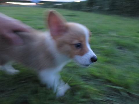 ウェルシュ・コーギー・ペンブロークこいぬ情報フントヒュッテウェルシュコーギーペンブローク子犬画像コーギーしっぽ付き尻尾付きしっぽつき断尾していないコーギー出産情報性格子犬の社会化コーギー家族募集中 Welsh Corgi Pembroke _ 428.jpg