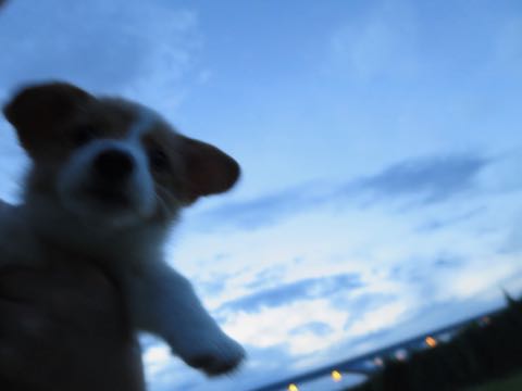 ウェルシュ・コーギー・ペンブロークこいぬ情報フントヒュッテウェルシュコーギーペンブローク子犬画像コーギーしっぽ付き尻尾付きしっぽつき断尾していないコーギー出産情報性格子犬の社会化コーギー家族募集中 Welsh Corgi Pembroke _ 429.jpg