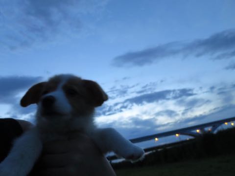 ウェルシュ・コーギー・ペンブロークこいぬ情報フントヒュッテウェルシュコーギーペンブローク子犬画像コーギーしっぽ付き尻尾付きしっぽつき断尾していないコーギー出産情報性格子犬の社会化コーギー家族募集中 Welsh Corgi Pembroke _ 430.jpg