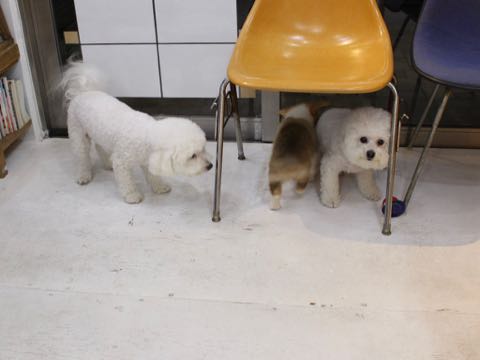 ビションフリーゼトリミング文京区フントヒュッテ駒込hundehutteビション子犬トリミング都内こいぬビションチャンピオン犬血統毛量東京かわいいビション画像_107.jpg
