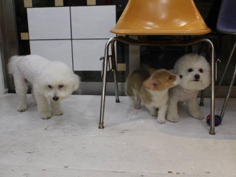 ビションフリーゼトリミング文京区フントヒュッテ駒込hundehutteビション子犬トリミング都内こいぬビションチャンピオン犬血統毛量東京かわいいビション画像_108.jpg