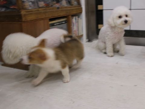ビションフリーゼトリミング文京区フントヒュッテ駒込hundehutteビション子犬トリミング都内こいぬビションチャンピオン犬血統毛量東京かわいいビション画像_109.jpg