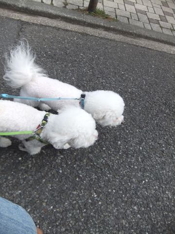 ビションフリーゼトリミング文京区フントヒュッテ駒込hundehutteビション子犬トリミング都内こいぬビションチャンピオン犬血統毛量東京かわいいビション画像_110.jpg