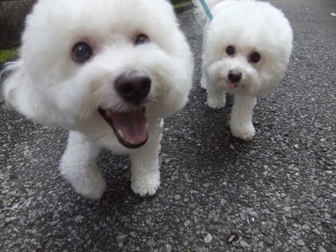 ビションフリーゼトリミング文京区フントヒュッテ駒込hundehutteビション子犬トリミング都内こいぬビションチャンピオン犬血統毛量東京かわいいビション画像_113.jpg