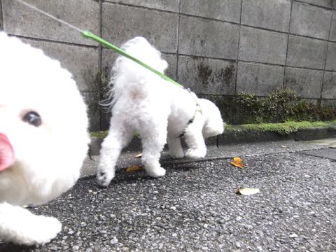 ビションフリーゼトリミング文京区フントヒュッテ駒込hundehutteビション子犬トリミング都内こいぬビションチャンピオン犬血統毛量東京かわいいビション画像_114.jpg