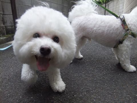 ビションフリーゼトリミング文京区フントヒュッテ駒込hundehutteビション子犬トリミング都内こいぬビションチャンピオン犬血統毛量東京かわいいビション画像_115.jpg