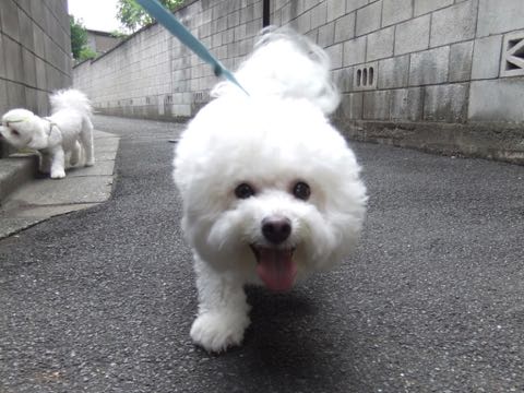 ビションフリーゼトリミング文京区フントヒュッテ駒込hundehutteビション子犬トリミング都内こいぬビションチャンピオン犬血統毛量東京かわいいビション画像_116.jpg
