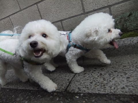 ビションフリーゼトリミング文京区フントヒュッテ駒込hundehutteビション子犬トリミング都内こいぬビションチャンピオン犬血統毛量東京かわいいビション画像_117.jpg