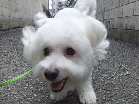 ビションフリーゼトリミング文京区フントヒュッテ駒込hundehutteビション子犬トリミング都内こいぬビションチャンピオン犬血統毛量東京かわいいビション画像_118.jpg