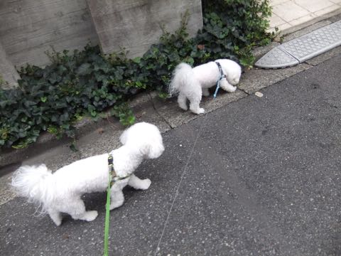 ビションフリーゼトリミング文京区フントヒュッテ駒込hundehutteビション子犬トリミング都内こいぬビションチャンピオン犬血統毛量東京かわいいビション画像_119.jpg