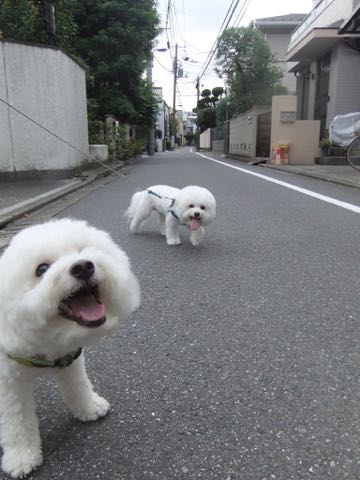 ビションフリーゼトリミング文京区フントヒュッテ駒込hundehutteビション子犬トリミング都内こいぬビションチャンピオン犬血統毛量東京かわいいビション画像_121.jpg