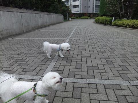 ビションフリーゼトリミング文京区フントヒュッテ駒込hundehutteビション子犬トリミング都内こいぬビションチャンピオン犬血統毛量東京かわいいビション画像_122.jpg