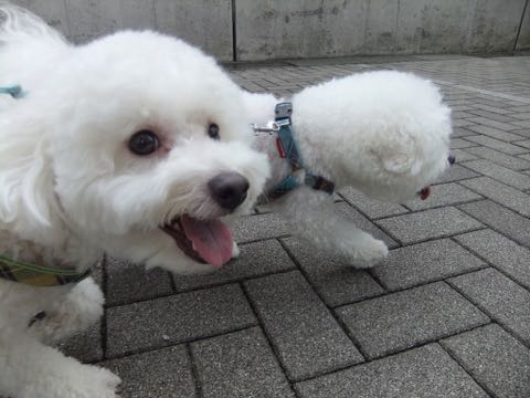 ビションフリーゼトリミング文京区フントヒュッテ駒込hundehutteビション子犬トリミング都内こいぬビションチャンピオン犬血統毛量東京かわいいビション画像_123.jpg