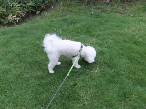 ビションフリーゼトリミング文京区フントヒュッテ駒込hundehutteビション子犬トリミング都内こいぬビションチャンピオン犬血統毛量東京かわいいビション画像_124.jpg