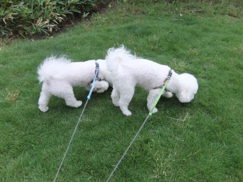 ビションフリーゼトリミング文京区フントヒュッテ駒込hundehutteビション子犬トリミング都内こいぬビションチャンピオン犬血統毛量東京かわいいビション画像_125.jpg
