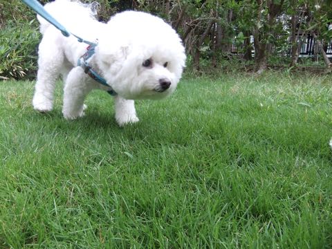 ビションフリーゼトリミング文京区フントヒュッテ駒込hundehutteビション子犬トリミング都内こいぬビションチャンピオン犬血統毛量東京かわいいビション画像_127.jpg