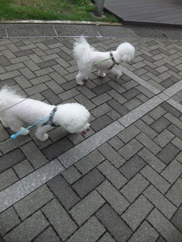ビションフリーゼトリミング文京区フントヒュッテ駒込hundehutteビション子犬トリミング都内こいぬビションチャンピオン犬血統毛量東京かわいいビション画像_128.jpg