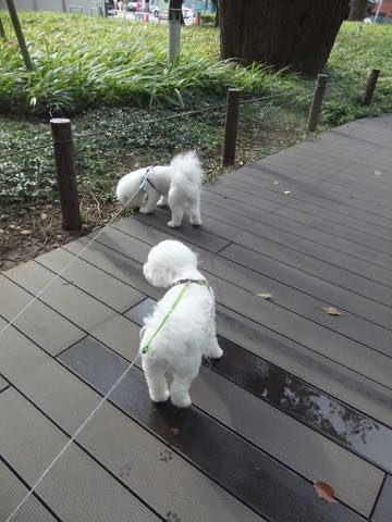 ビションフリーゼトリミング文京区フントヒュッテ駒込hundehutteビション子犬トリミング都内こいぬビションチャンピオン犬血統毛量東京かわいいビション画像_129.jpg