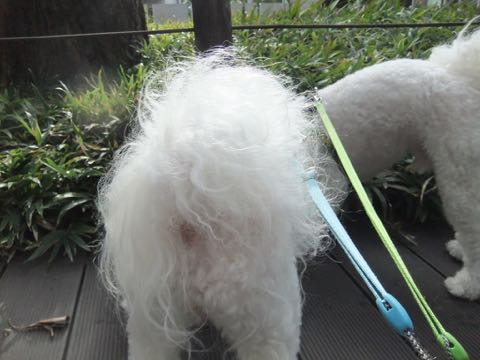 ビションフリーゼトリミング文京区フントヒュッテ駒込hundehutteビション子犬トリミング都内こいぬビションチャンピオン犬血統毛量東京かわいいビション画像_130.jpg