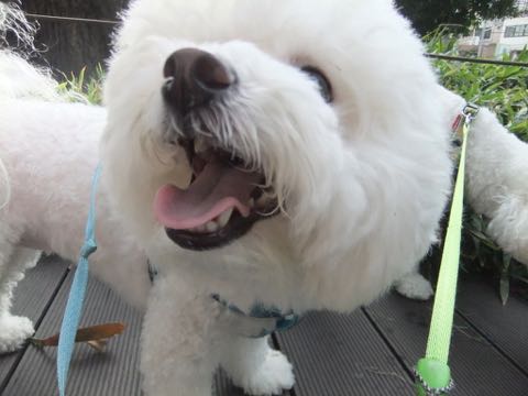 ビションフリーゼトリミング文京区フントヒュッテ駒込hundehutteビション子犬トリミング都内こいぬビションチャンピオン犬血統毛量東京かわいいビション画像_131.jpg
