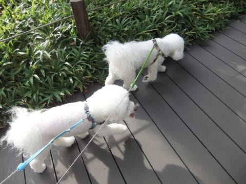 ビションフリーゼトリミング文京区フントヒュッテ駒込hundehutteビション子犬トリミング都内こいぬビションチャンピオン犬血統毛量東京かわいいビション画像_132.jpg