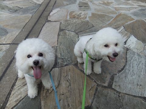 ビションフリーゼトリミング文京区フントヒュッテ駒込hundehutteビション子犬トリミング都内こいぬビションチャンピオン犬血統毛量東京かわいいビション画像_135.jpg