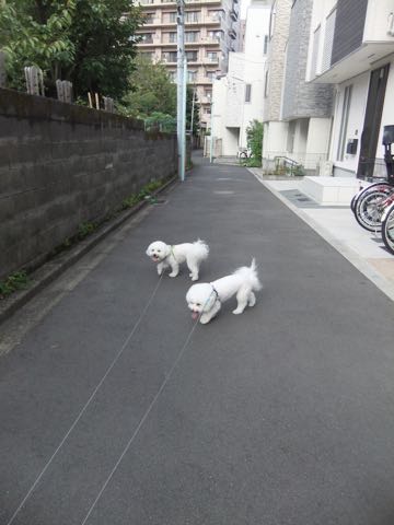 ビションフリーゼトリミング文京区フントヒュッテ駒込hundehutteビション子犬トリミング都内こいぬビションチャンピオン犬血統毛量東京かわいいビション画像_137.jpg