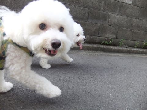 ビションフリーゼトリミング文京区フントヒュッテ駒込hundehutteビション子犬トリミング都内こいぬビションチャンピオン犬血統毛量東京かわいいビション画像_138.jpg
