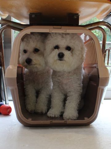 ビションフリーゼトリミング文京区フントヒュッテ駒込hundehutteビション子犬トリミング都内こいぬビションチャンピオン犬血統毛量東京かわいいビション画像_139.jpg