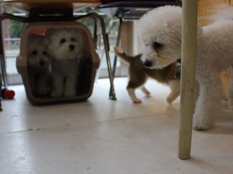 ビションフリーゼトリミング文京区フントヒュッテ駒込hundehutteビション子犬トリミング都内こいぬビションチャンピオン犬血統毛量東京かわいいビション画像_140.jpg