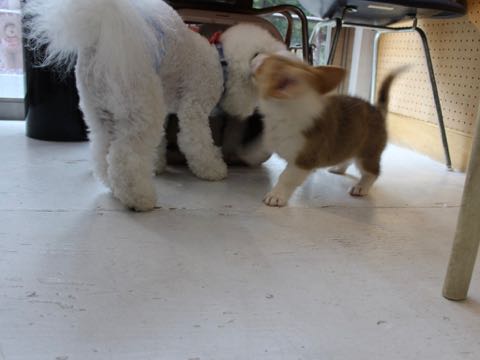 ビションフリーゼトリミング文京区フントヒュッテ駒込hundehutteビション子犬トリミング都内こいぬビションチャンピオン犬血統毛量東京かわいいビション画像_141.jpg