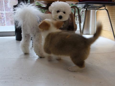 ビションフリーゼトリミング文京区フントヒュッテ駒込hundehutteビション子犬トリミング都内こいぬビションチャンピオン犬血統毛量東京かわいいビション画像_142.jpg
