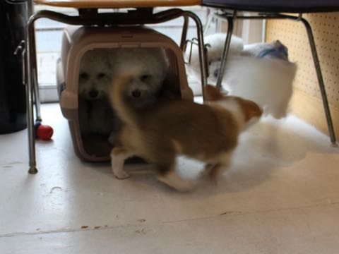 ビションフリーゼトリミング文京区フントヒュッテ駒込hundehutteビション子犬トリミング都内こいぬビションチャンピオン犬血統毛量東京かわいいビション画像_143.jpg