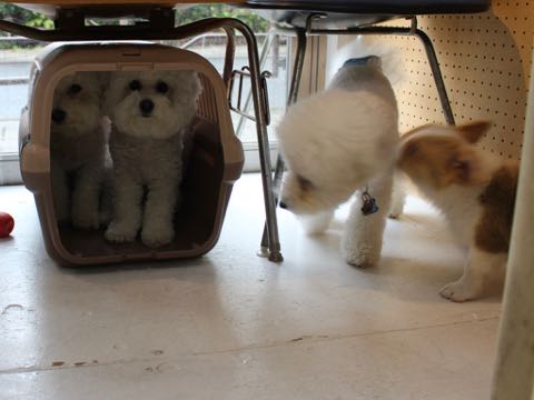 ビションフリーゼトリミング文京区フントヒュッテ駒込hundehutteビション子犬トリミング都内こいぬビションチャンピオン犬血統毛量東京かわいいビション画像_144.jpg