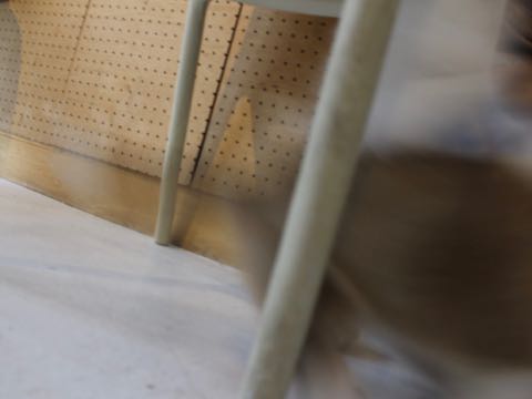 ビションフリーゼトリミング文京区フントヒュッテ駒込hundehutteビション子犬トリミング都内こいぬビションチャンピオン犬血統毛量東京かわいいビション画像_145.jpg