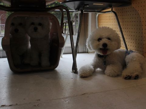 ビションフリーゼトリミング文京区フントヒュッテ駒込hundehutteビション子犬トリミング都内こいぬビションチャンピオン犬血統毛量東京かわいいビション画像_146.jpg