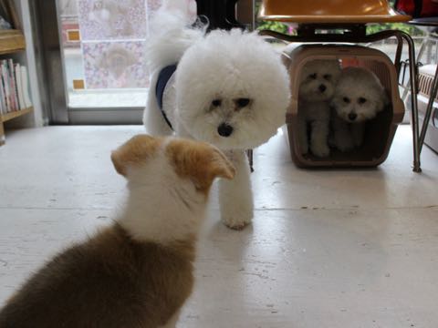 ビションフリーゼトリミング文京区フントヒュッテ駒込hundehutteビション子犬トリミング都内こいぬビションチャンピオン犬血統毛量東京かわいいビション画像_147.jpg