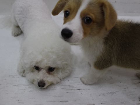 ビションフリーゼトリミング文京区フントヒュッテ駒込hundehutteビション子犬トリミング都内こいぬビションチャンピオン犬血統毛量東京かわいいビション画像_148.jpg