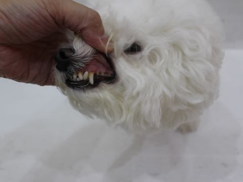 ビションフリーゼトリミング文京区フントヒュッテ駒込hundehutteビション子犬トリミング都内こいぬビションチャンピオン犬血統毛量東京かわいいビション画像_150.jpg