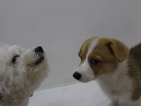 ビションフリーゼトリミング文京区フントヒュッテ駒込hundehutteビション子犬トリミング都内こいぬビションチャンピオン犬血統毛量東京かわいいビション画像_152.jpg