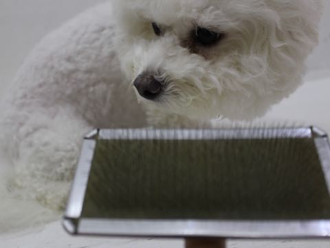 ビションフリーゼトリミング文京区フントヒュッテ駒込hundehutteビション子犬トリミング都内こいぬビションチャンピオン犬血統毛量東京かわいいビション画像_154.jpg