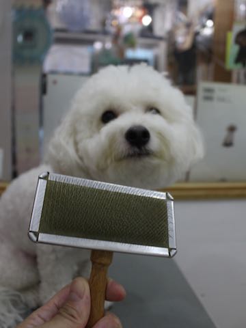 ビションフリーゼトリミング文京区フントヒュッテ駒込hundehutteビション子犬トリミング都内こいぬビションチャンピオン犬血統毛量東京かわいいビション画像_156.jpg
