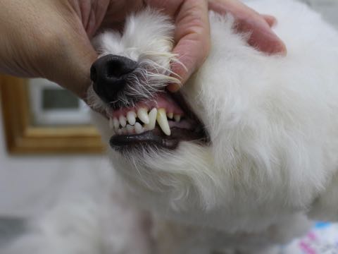 ビションフリーゼトリミング文京区フントヒュッテ駒込hundehutteビション子犬トリミング都内こいぬビションチャンピオン犬血統毛量東京かわいいビション画像_157.jpg