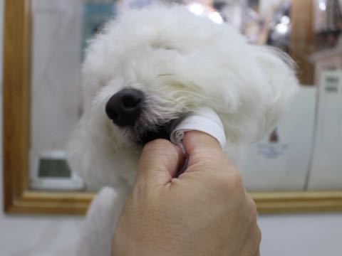 ビションフリーゼトリミング文京区フントヒュッテ駒込hundehutteビション子犬トリミング都内こいぬビションチャンピオン犬血統毛量東京かわいいビション画像_158.jpg