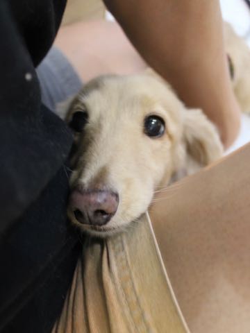 ダックスフントミニチュアトリミング都内フントヒュッテ駒込犬の歯みがき画像文京区歯垢歯石除去歯磨きゼオライトデンタルケア犬温泉東京_195.jpg