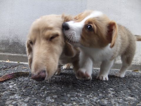ダックスフントミニチュアトリミング都内フントヒュッテ駒込犬の歯みがき画像文京区歯垢歯石除去歯磨きゼオライトデンタルケア犬温泉東京_196.jpg